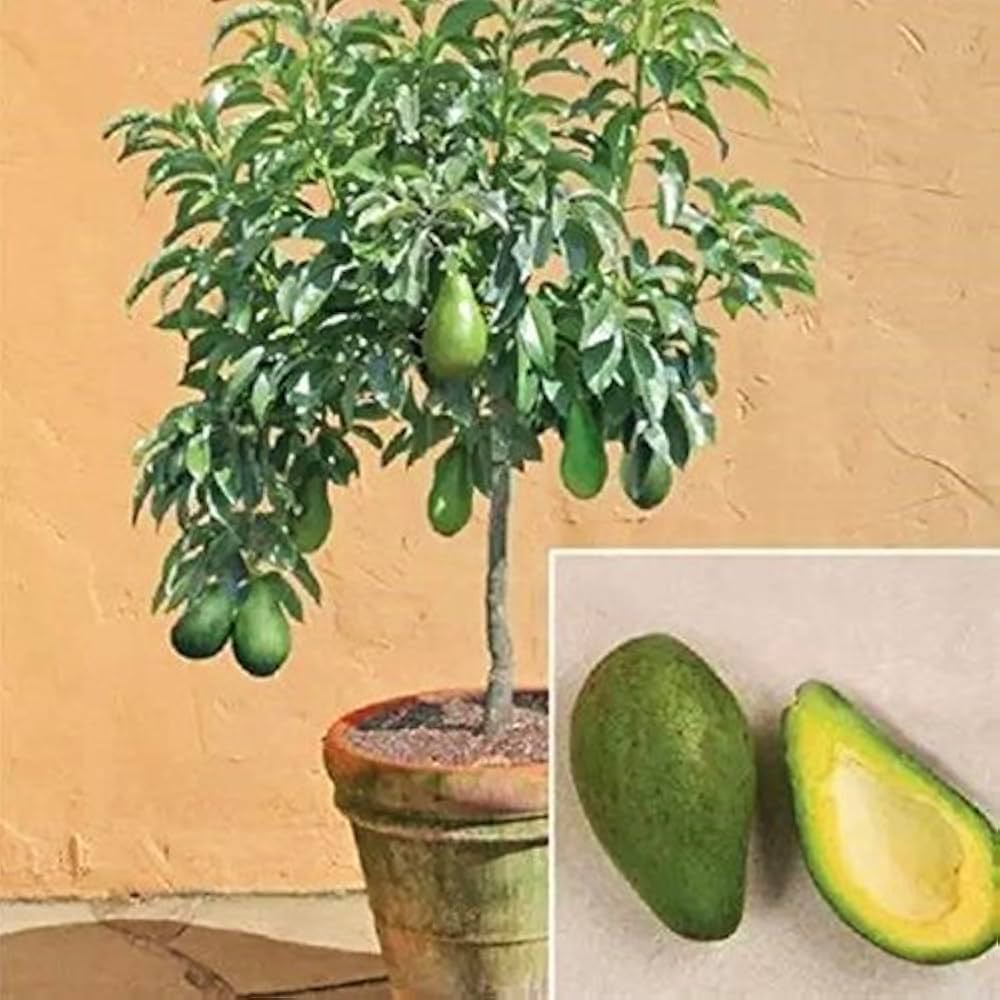 Avocado seeds (Persea americana Mill) growing into green-fruited avocado trees with large glossy leaves and edible fruit